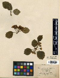 Crataegus suborbiculata image