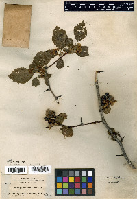 Crataegus douglasii image