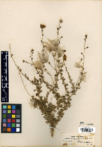 Fallugia paradoxa image