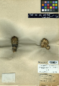Coryphantha chihuahuensis image