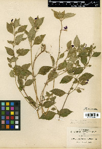 Cuphea calaminthifolia image