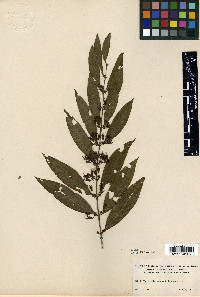 Pehria compacta image
