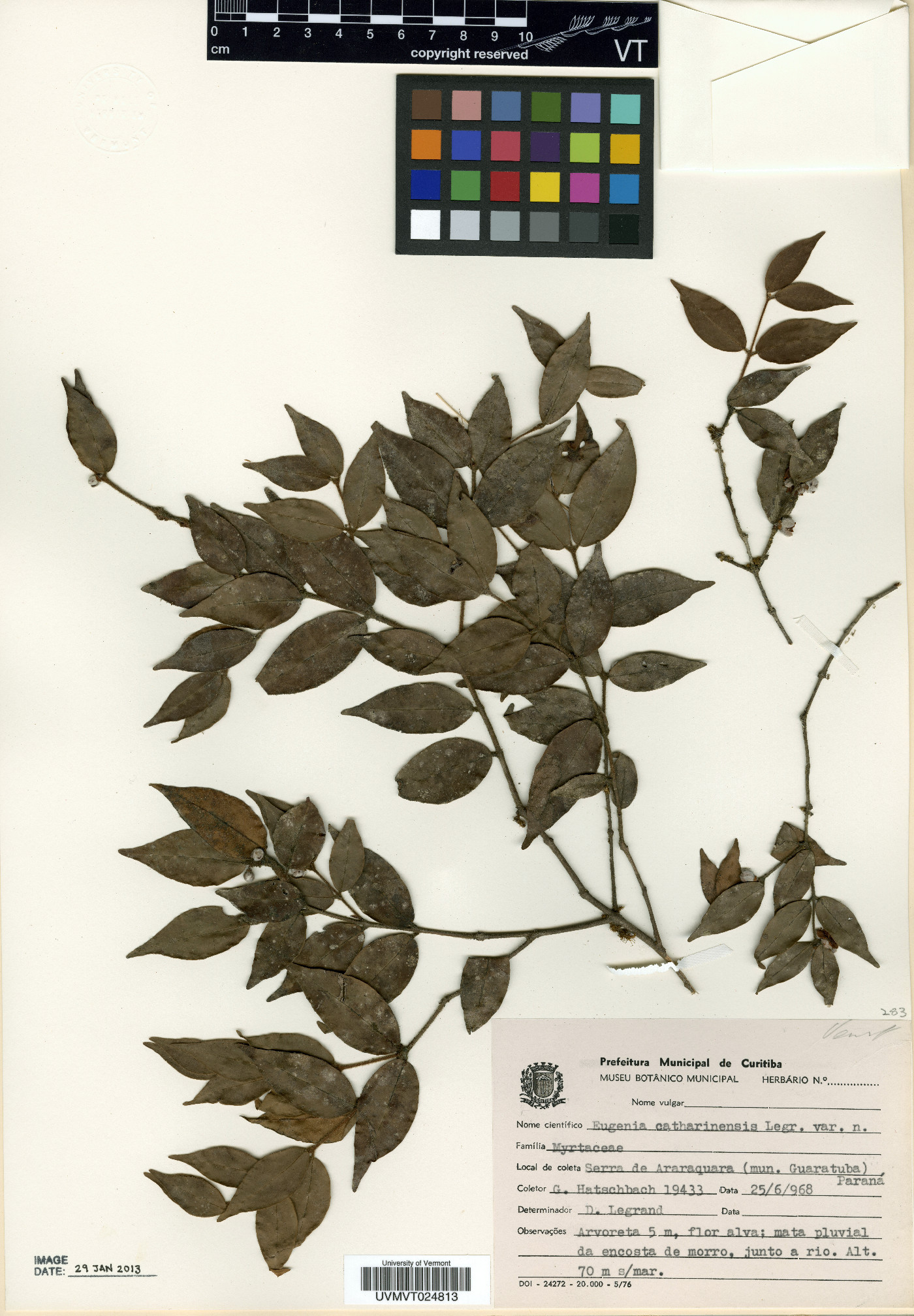 Eugenia catharinensis image