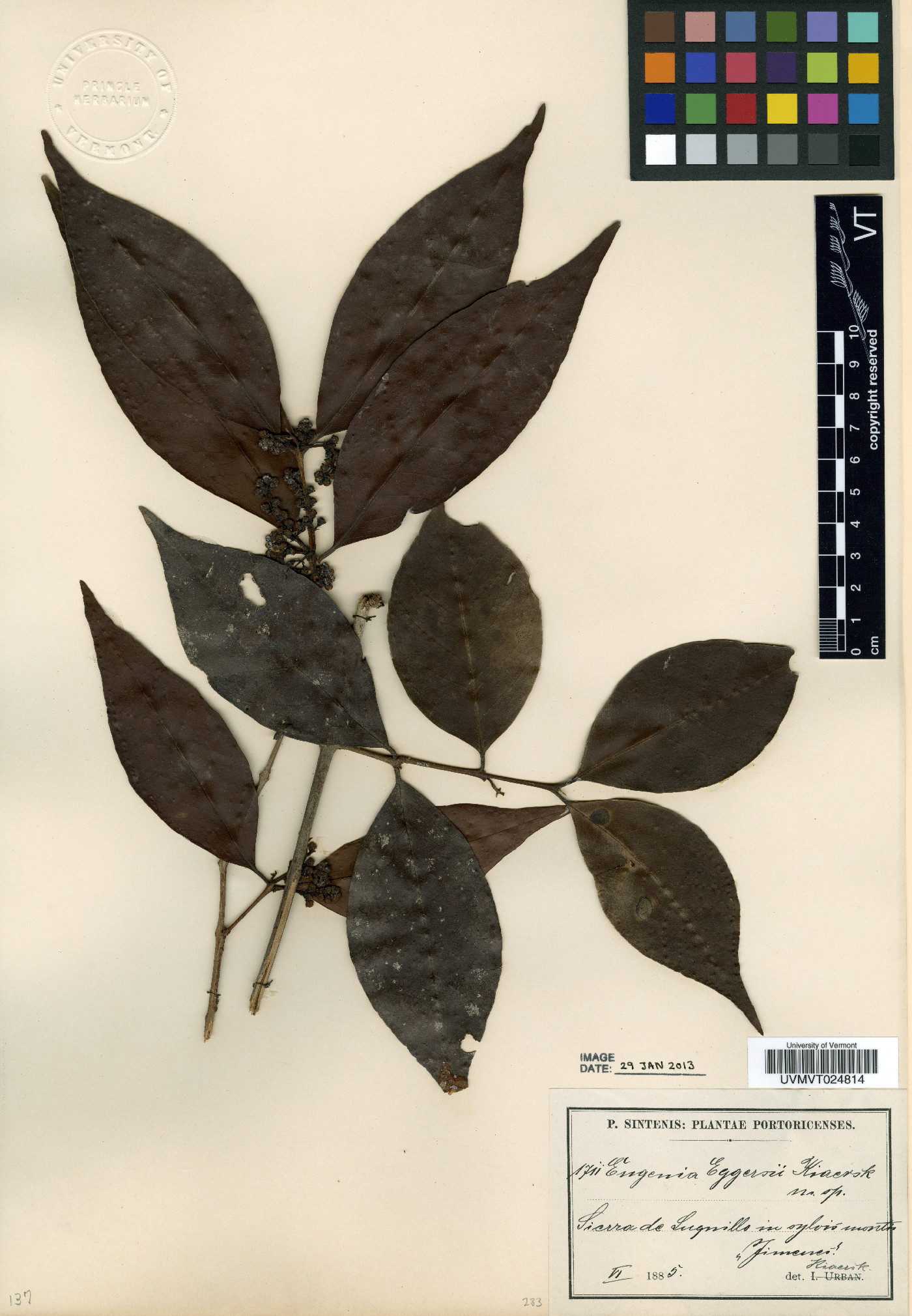 Eugenia eggersii image