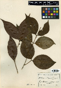 Eugenia eggersii image