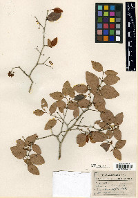 Eugenia rhombea image