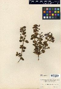 Monochaetum rotundifolium image