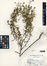 Rhexia salicifolia image