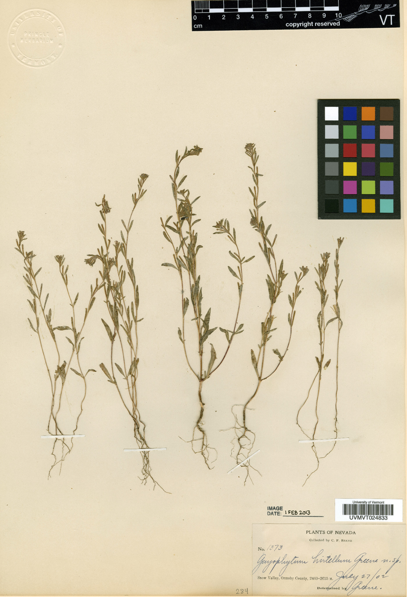 Gayophytum hirtellum image