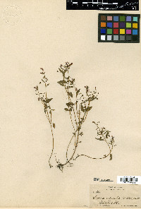 Lopezia cornuta image