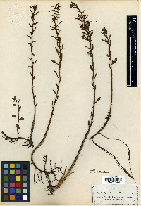 Ludwigia curtissii image