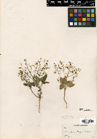 Chylismia parryi image