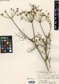 Anethum graveolens image