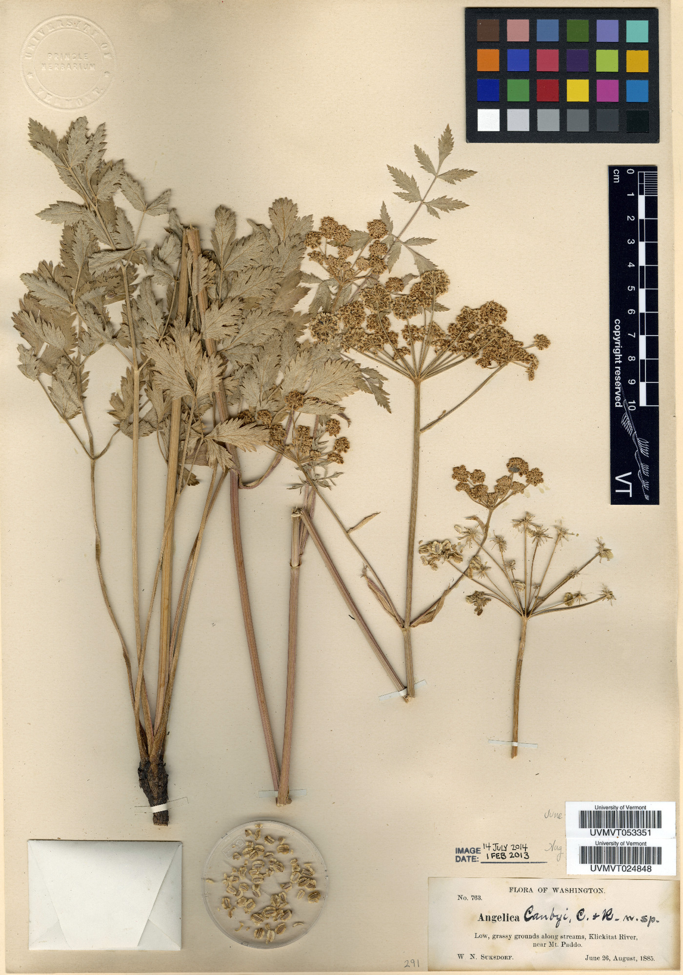 Angelica canbyi image