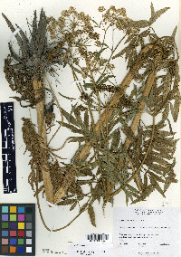 Cicuta virosa image