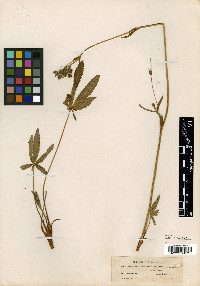 Potentilla townsendii image
