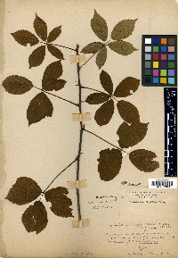 Rubus cubitans image