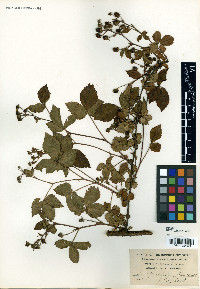Rubus permixtus image