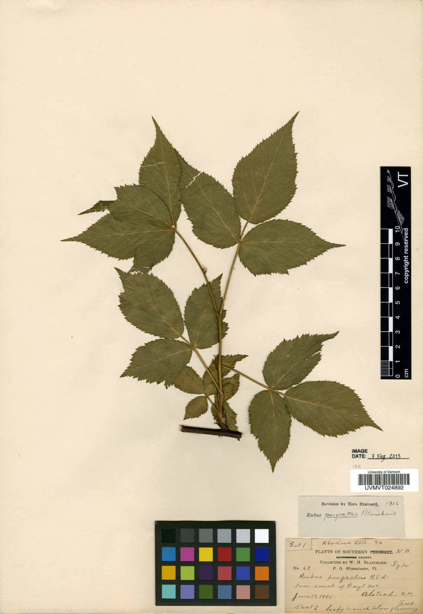 Rubus × pergratus image