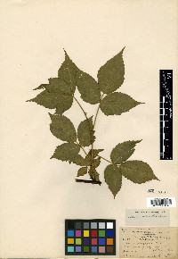 Rubus × pergratus image