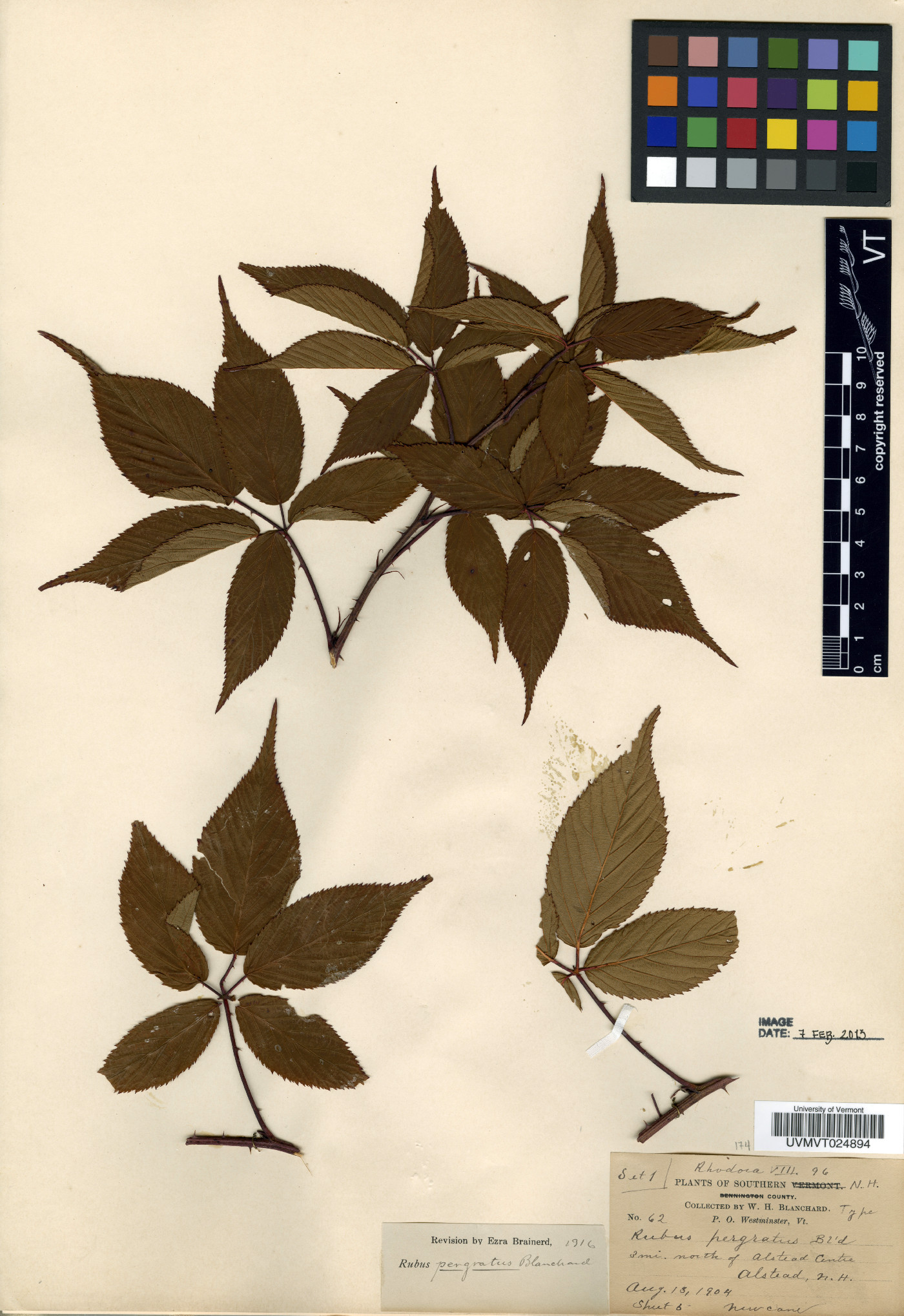 Rubus × pergratus image