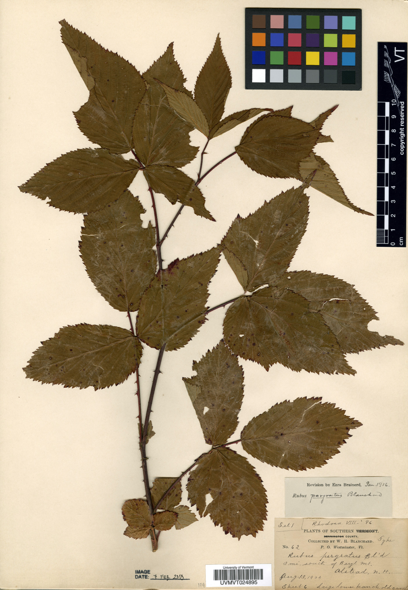 Rubus × pergratus image
