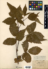 Rubus × pergratus image