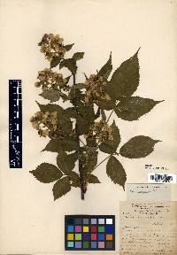 Rubus × pergratus image