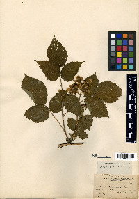 Rubus × pergratus image