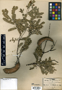 Acacia anisophylla image