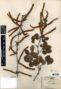 Acacia pringlei image