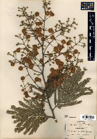 Acacia subangulata image
