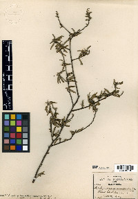 Aeschynomene compacta image