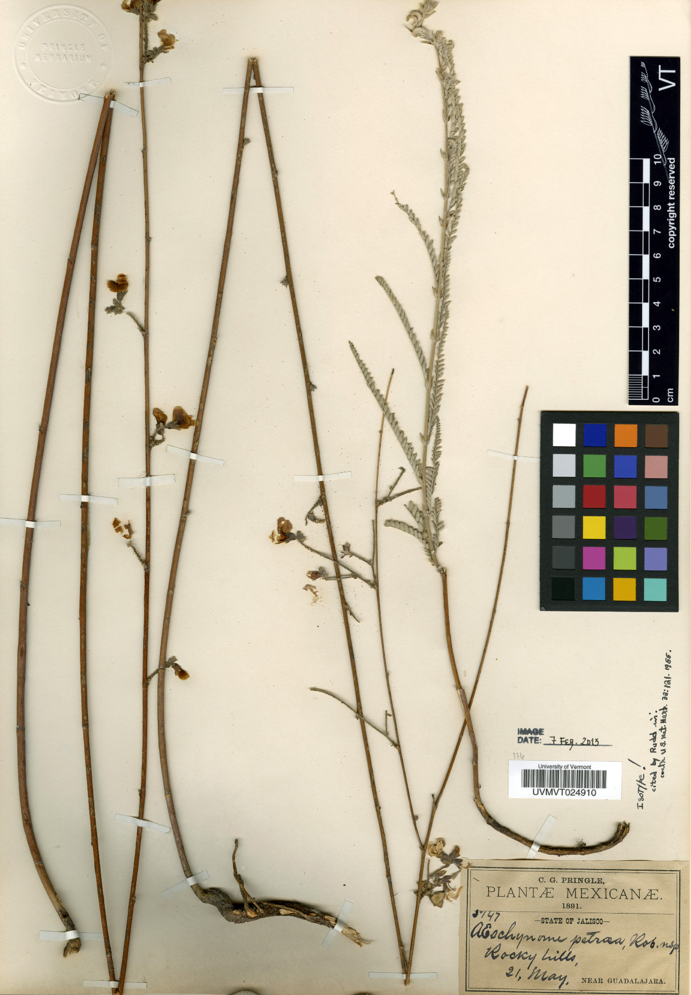 Aeschynomene petraea image
