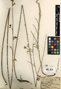 Aeschynomene petraea image