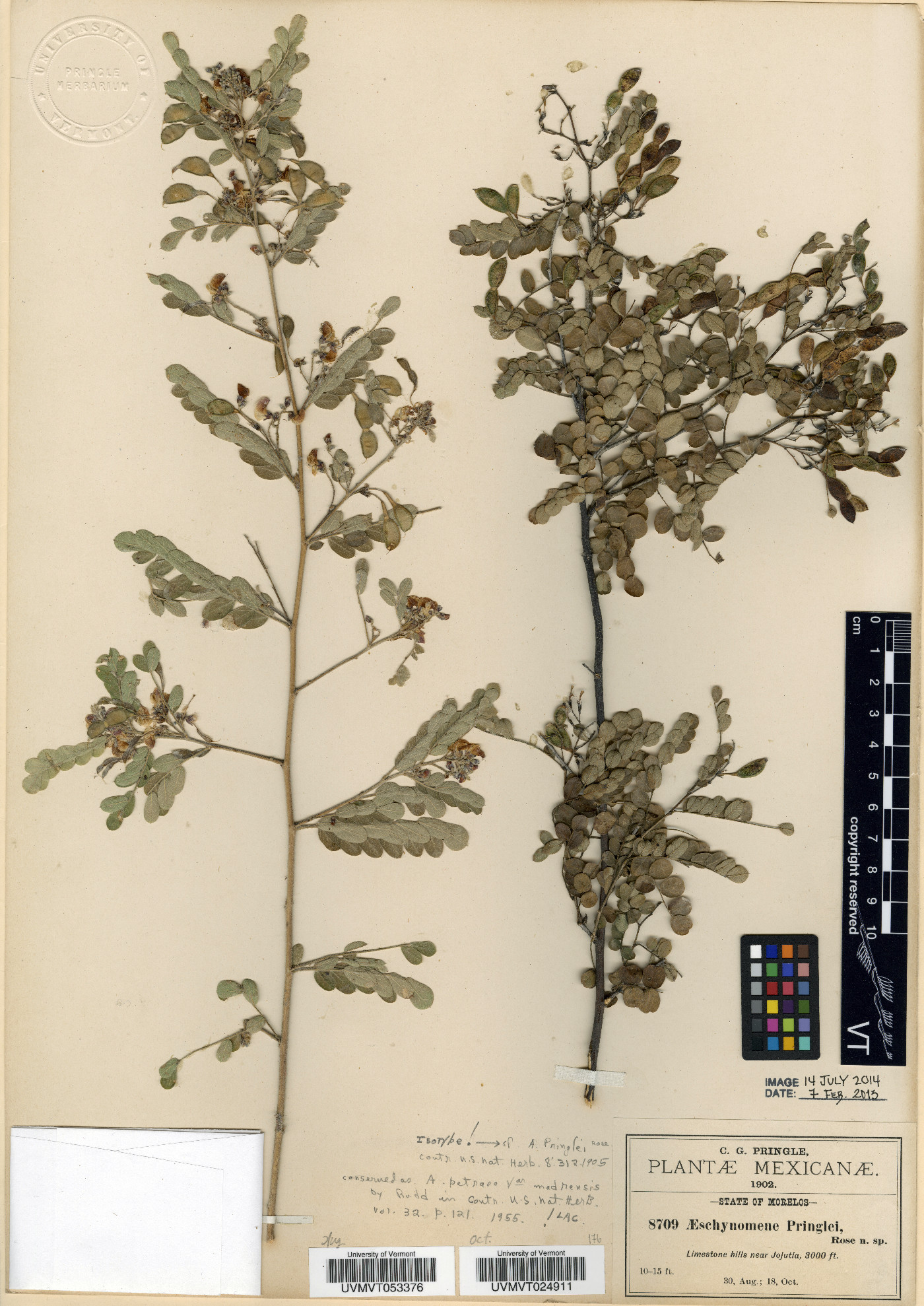 Aeschynomene petraea var. madrensis image