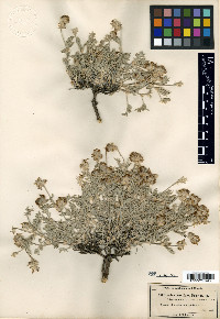 Astragalus austiniae image