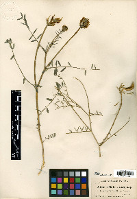 Astragalus bicristatus image