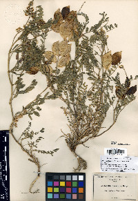 Astragalus douglasii image