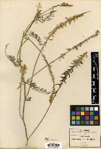 Astragalus hartwegii image