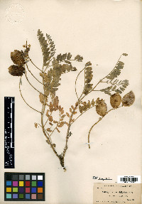 Astragalus douglasii image