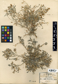 Astragalus pringlei image