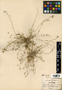 Astragalus quinqueflorus image