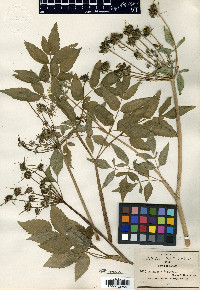 Arracacia bracteata image