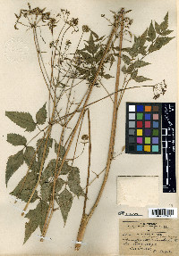 Arracacia hemsleyana image