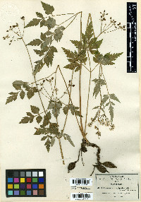 Arracacia longipedunculata image
