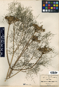 Arracacia multifida image