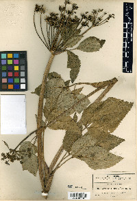 Arracacia rigida image