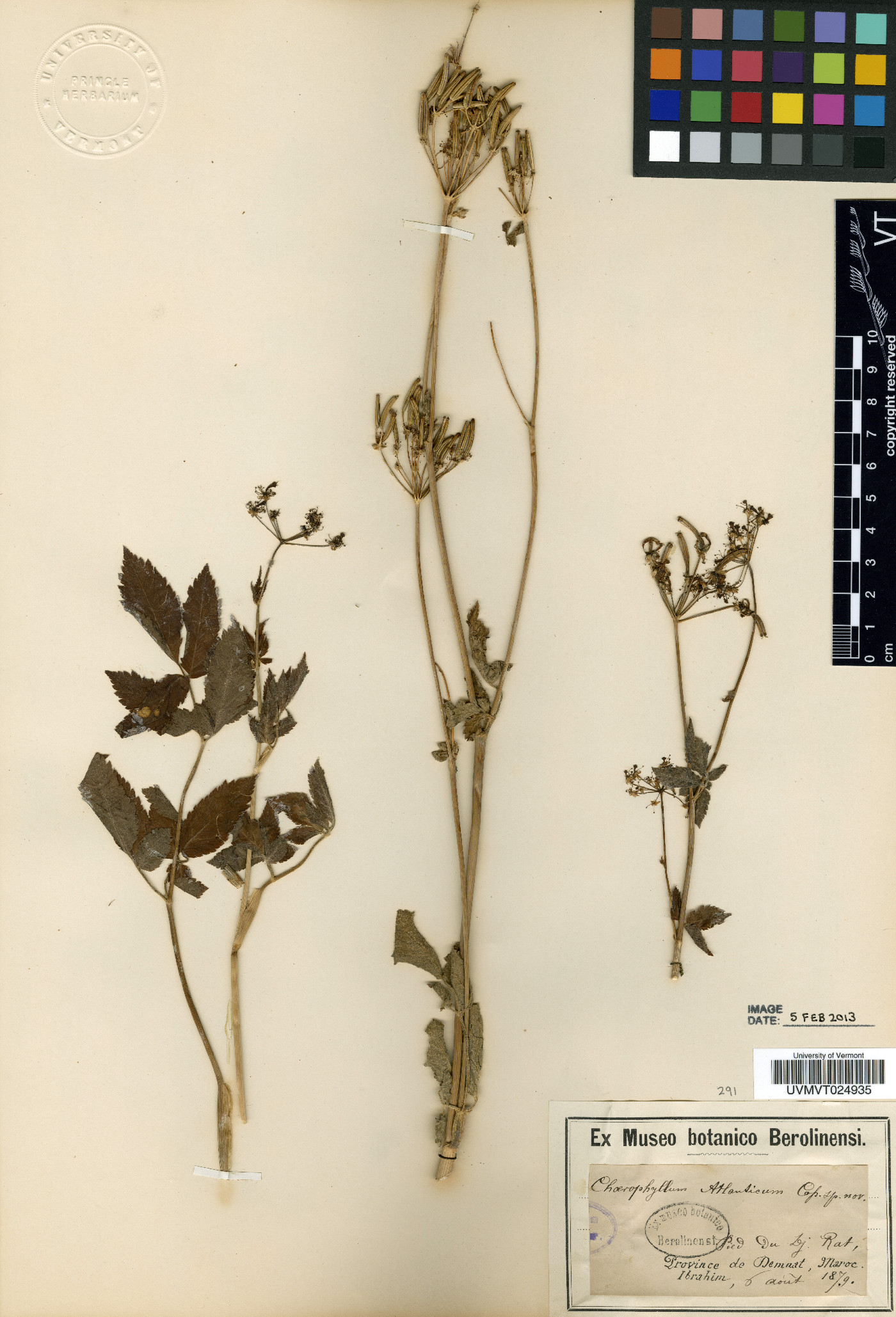 Chaerophyllum atlanticum image