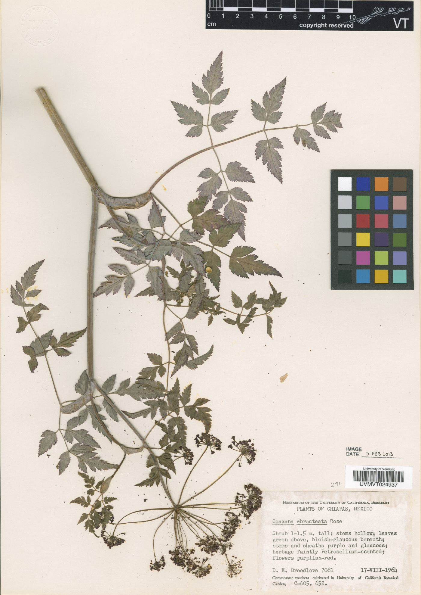 Arracacia ebracteata image